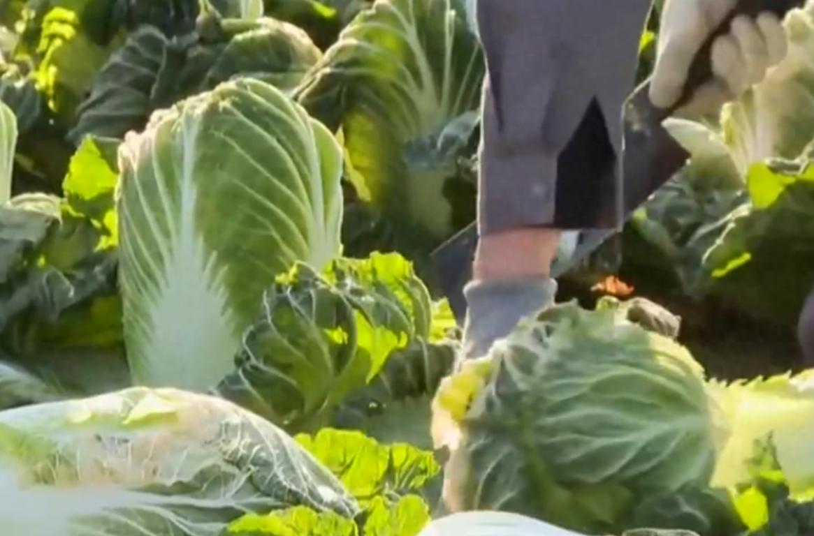 韓國進口辣白菜超99.9%來自中國